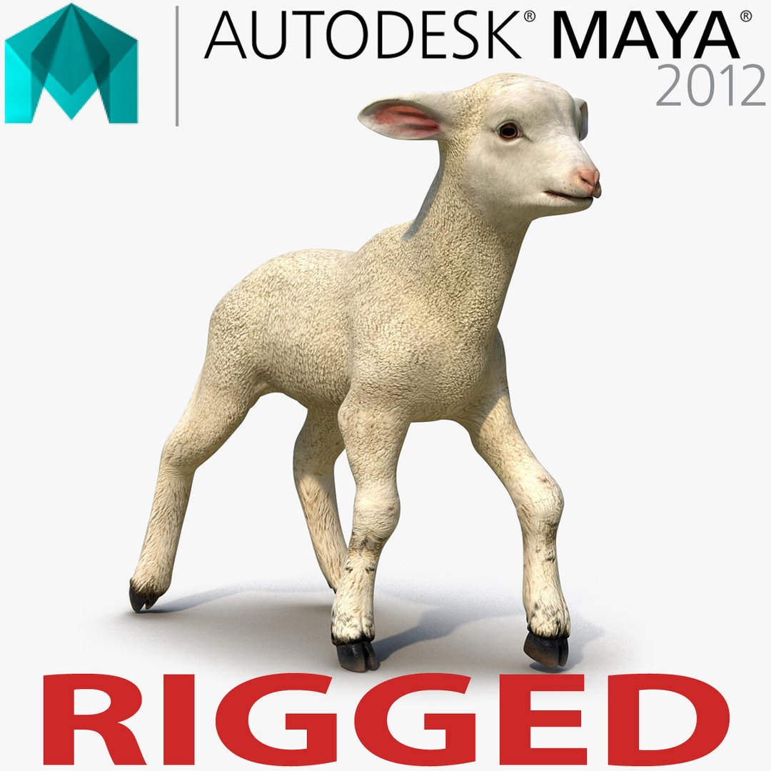 Lamb Rigged for Maya 3D model preview