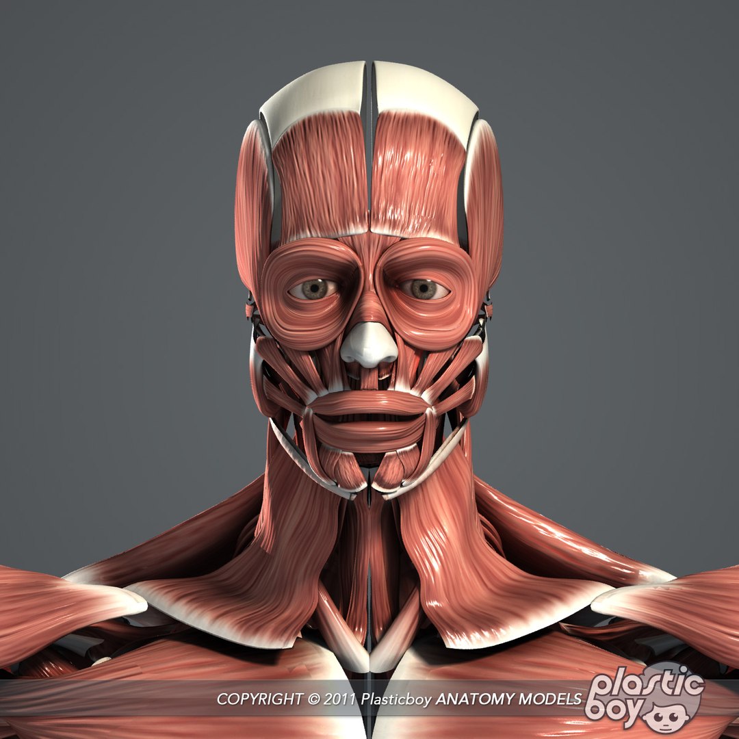 medically anatomically human muscular max https://p.turbosquid.com/ts-thumb/0o/Ah4hxz/81SA3XXB/muscles_04/jpg/1302532346/1920x1080/fit_q87/ca4de99d4235550c327db9d3ed26c838448b38d9/muscles_04.jpg