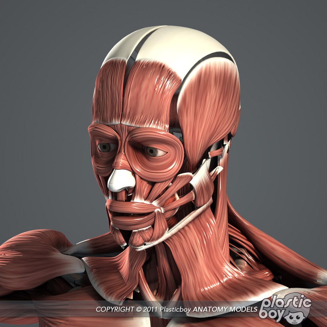 medically anatomically human muscular max https://p.turbosquid.com/ts-thumb/0o/Ah4hxz/BpKF1w8b/muscles_08/jpg/1302532346/1920x1080/fit_q87/775c4b5cb5e33b7ca086a57fa75512b92580857a/muscles_08.jpg