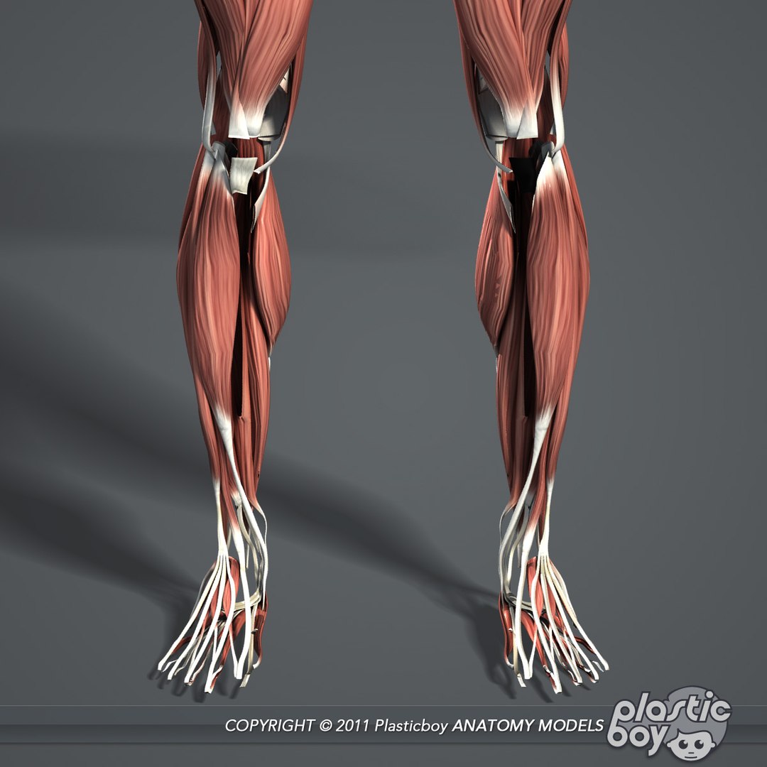 medically anatomically human muscular max https://p.turbosquid.com/ts-thumb/0o/Ah4hxz/CfOV5FlN/muscles_06/jpg/1302532346/1920x1080/fit_q87/8923409befa776c133812c626afb381a21ab4cae/muscles_06.jpg