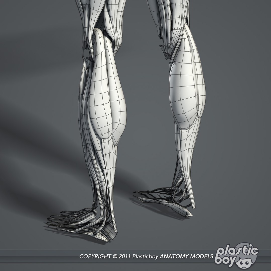 medically anatomically human muscular max https://p.turbosquid.com/ts-thumb/0o/Ah4hxz/UTVjvKdC/muscles_09_wf/jpg/1302532346/1920x1080/fit_q87/5998d6f0c0068fe847121c717c095dece0e46029/muscles_09_wf.jpg