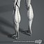 Muscular System (Textured)