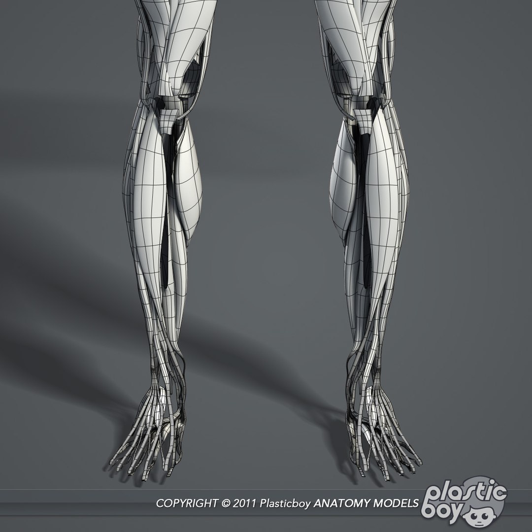 medically anatomically human muscular max https://p.turbosquid.com/ts-thumb/0o/Ah4hxz/k4vyQNJH/muscles_06_wf/jpg/1302532346/1920x1080/fit_q87/816c08df08da66bee85413feec8534c223e222c6/muscles_06_wf.jpg