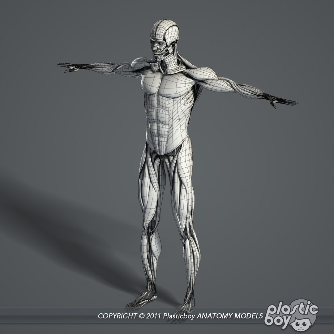 medically anatomically human muscular max https://p.turbosquid.com/ts-thumb/0o/Ah4hxz/lZmC2MLq/muscles_05_wf/jpg/1302532346/1920x1080/fit_q87/01d3a80463151f19b827eecf663a24259fc525a5/muscles_05_wf.jpg