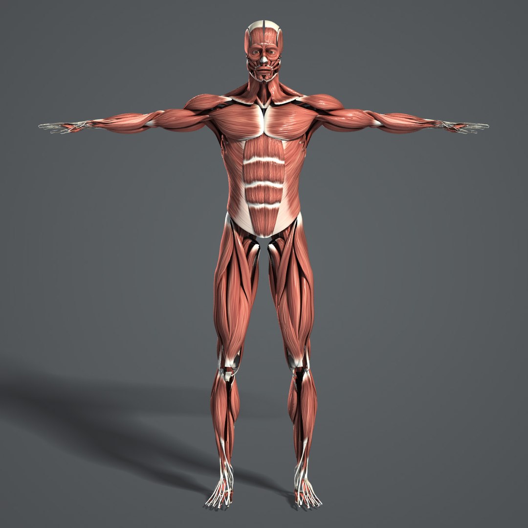medically anatomically human muscular max https://p.turbosquid.com/ts-thumb/0o/Ah4hxz/wuyZUrWR/muscles_turbosquid_02/jpg/1322667539/1920x1080/fit_q87/0f436bde9964dcc1f05ef4a73a058c4f4857fd4b/muscles_turbosquid_02.jpg