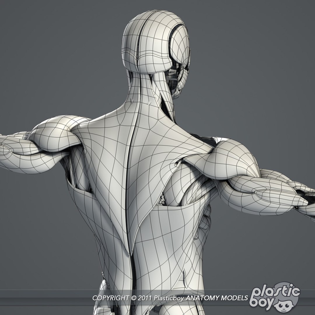 medically anatomically human muscular max https://p.turbosquid.com/ts-thumb/0o/Ah4hxz/xzsefDY3/muscles_10_wf/jpg/1302532346/1920x1080/fit_q87/a83325fad3b2098975ba8d3286388ac49bef71bd/muscles_10_wf.jpg