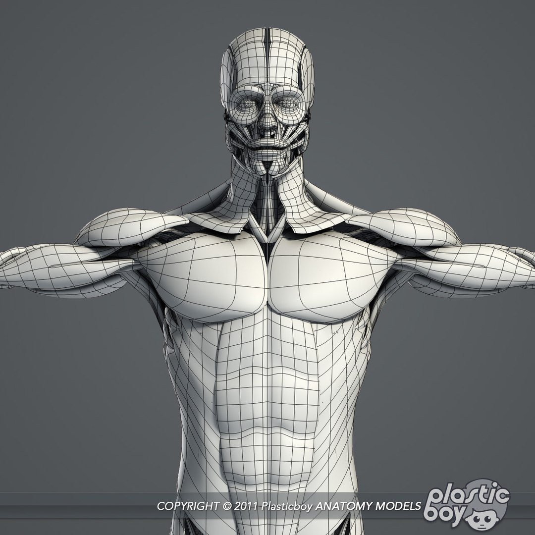medically anatomically human muscular max https://p.turbosquid.com/ts-thumb/0o/Ah4hxz/yt05NzD6/muscles_02_wf/jpg/1302532345/1920x1080/fit_q87/3238c89187cdf79448ed7eacd77e85e0717eb140/muscles_02_wf.jpg