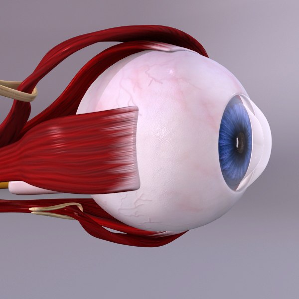 human eye 3d model