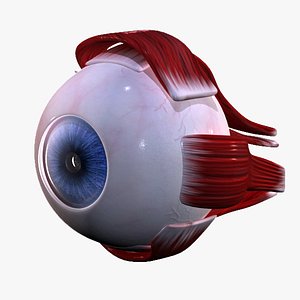 human eye 3d model