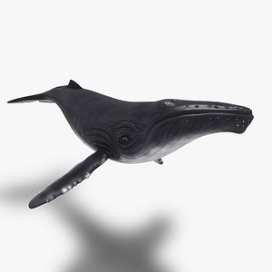 3D Humpback Whale model