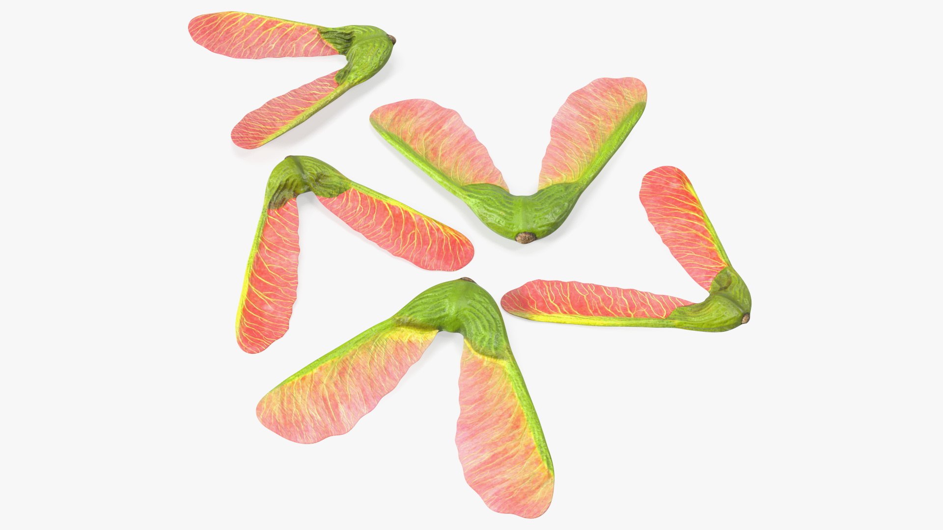 Pink Maple Seeds 3D model preview