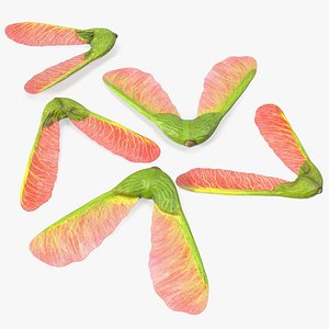 Pink Maple Seeds