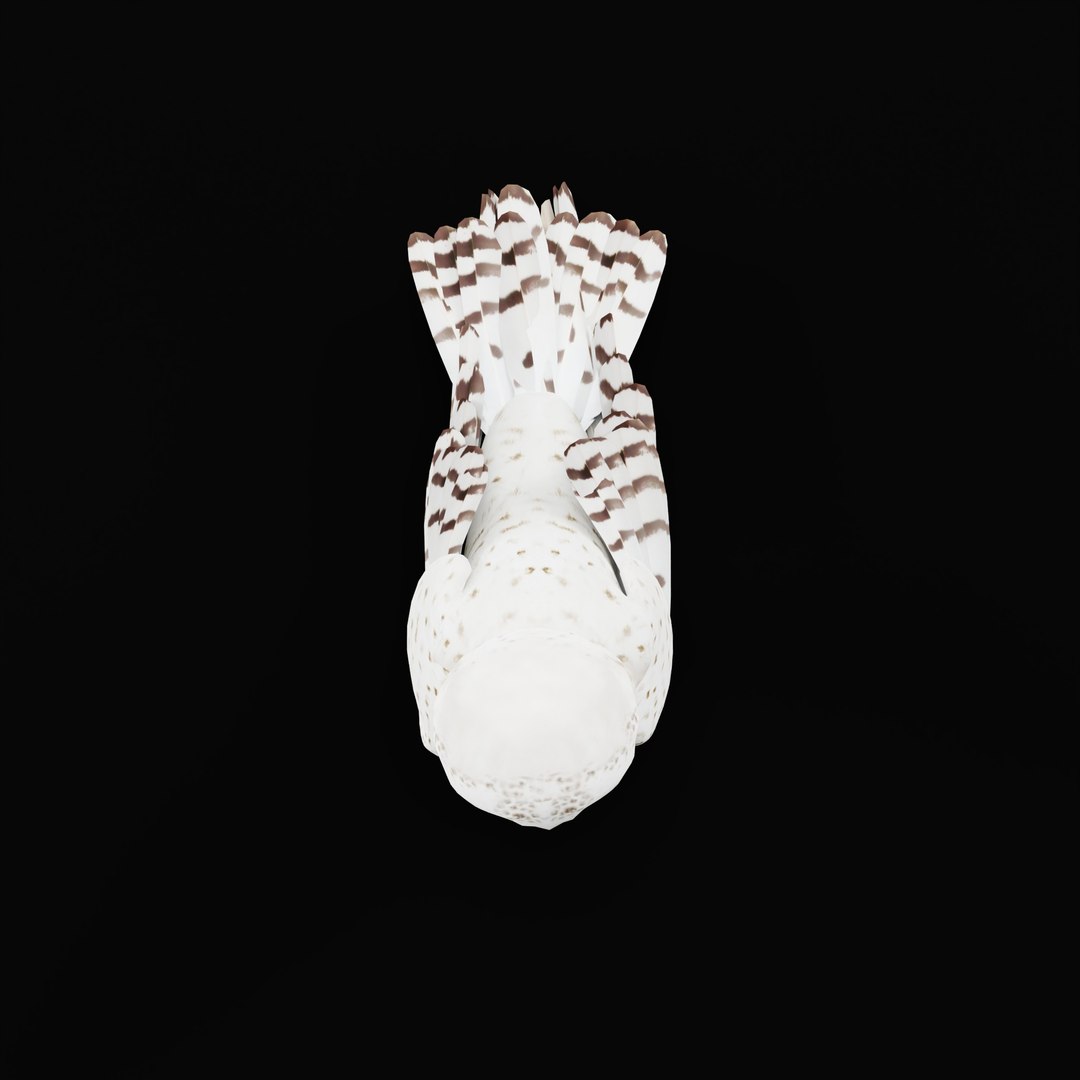 Snowy Owl 3D model https://p.turbosquid.com/ts-thumb/0o/adAI8F/0R/snowyowlarmature_0002/jpg/1765278296/1920x1080/fit_q87/67c9000f9b057d92fdc11320c32e566d9e26f59f/snowyowlarmature_0002.jpg