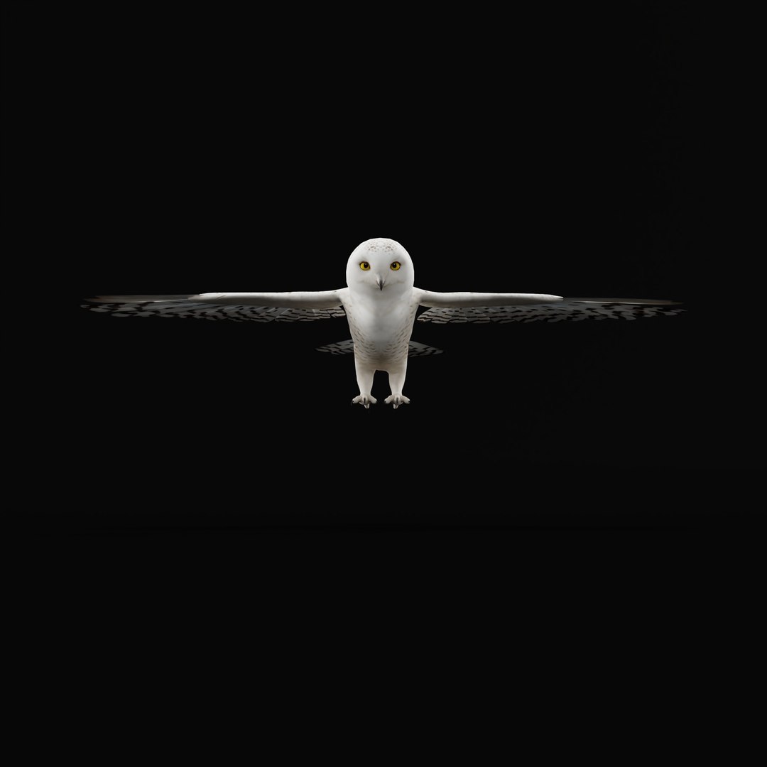 Snowy Owl 3D model https://p.turbosquid.com/ts-thumb/0o/adAI8F/7D/snowyowlarmature_0005/jpg/1765278298/1920x1080/fit_q87/9c63182bc3fc88ba8405e0c51159f9737b8706c8/snowyowlarmature_0005.jpg