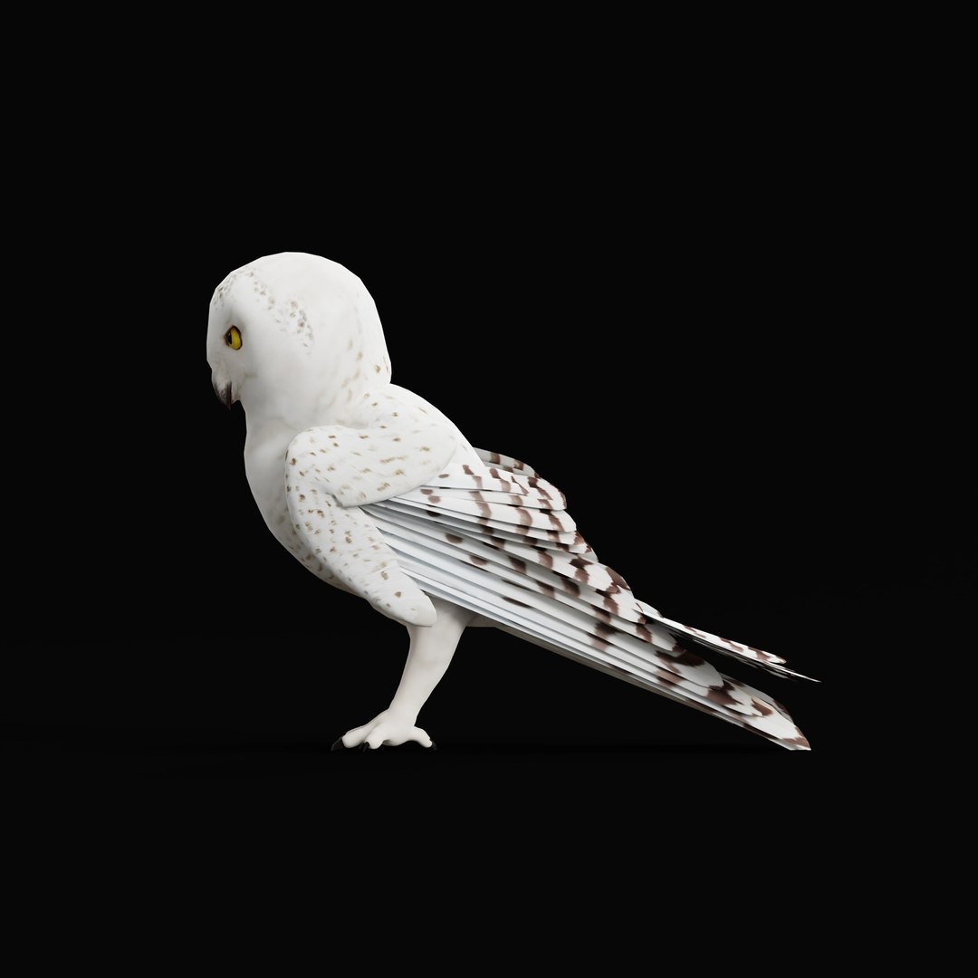 Snowy Owl 3D model https://p.turbosquid.com/ts-thumb/0o/adAI8F/H9/snowyowlarmature_0001/jpg/1765278296/1920x1080/fit_q87/b0bb9ae69198662170b7144d5c5da21d4380fccc/snowyowlarmature_0001.jpg