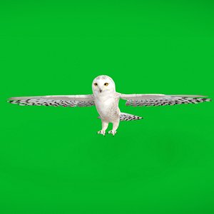 Snowy Owl 3D model