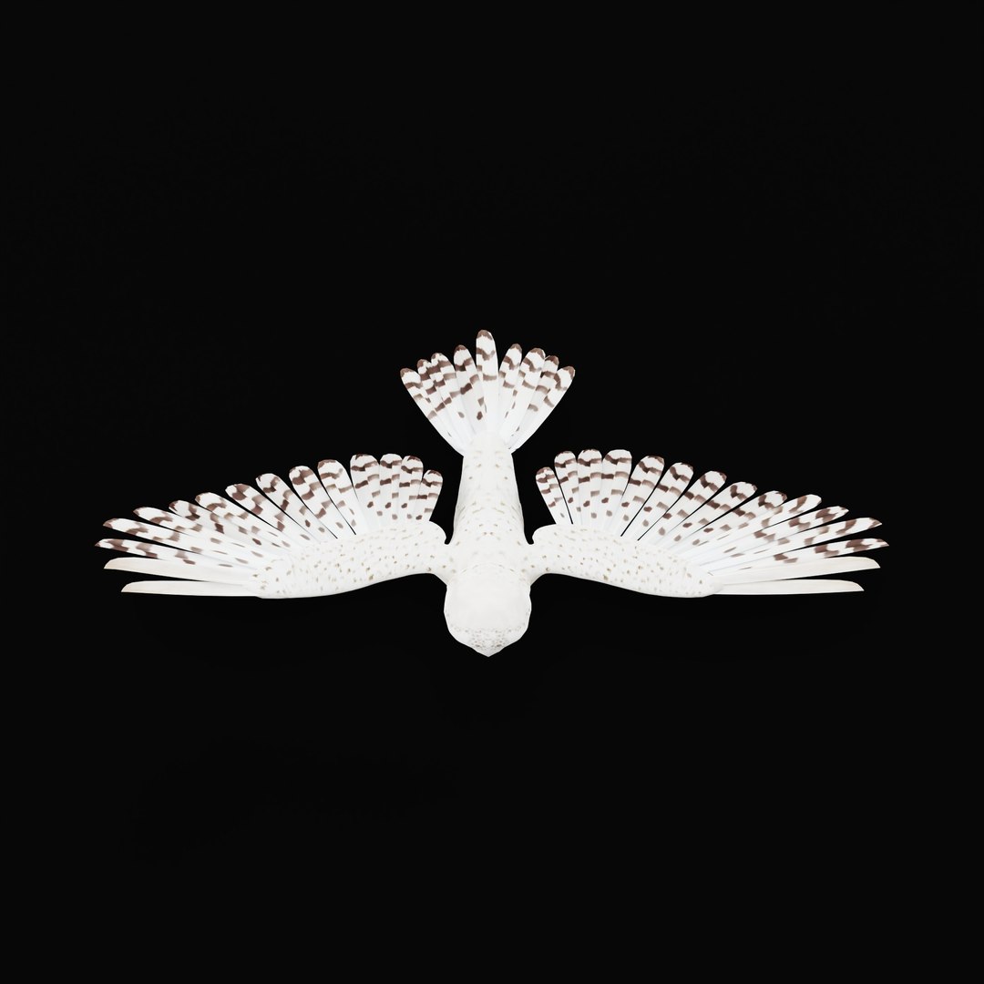 Snowy Owl 3D model https://p.turbosquid.com/ts-thumb/0o/adAI8F/ST/snowyowlarmature_0003/jpg/1765278298/1920x1080/fit_q87/a4fda075b9e78fbedace5868076c1f1585794b9b/snowyowlarmature_0003.jpg