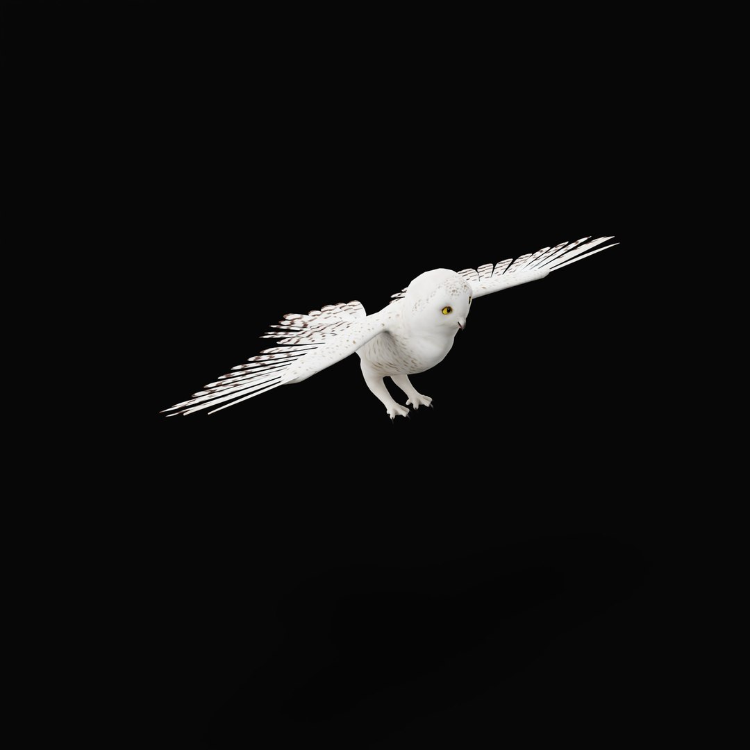Snowy Owl 3D model https://p.turbosquid.com/ts-thumb/0o/adAI8F/gO/snowyowlarmature_0007/jpg/1765278299/1920x1080/fit_q87/6a62ce4d63f501369cf5d8e8ea8cb98c1aac80a4/snowyowlarmature_0007.jpg