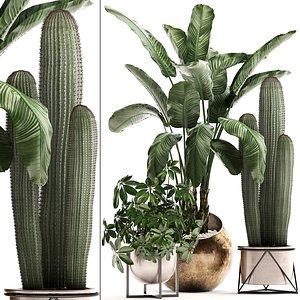 3D exotic plants potted