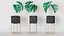 Philodendron-Blumentopf