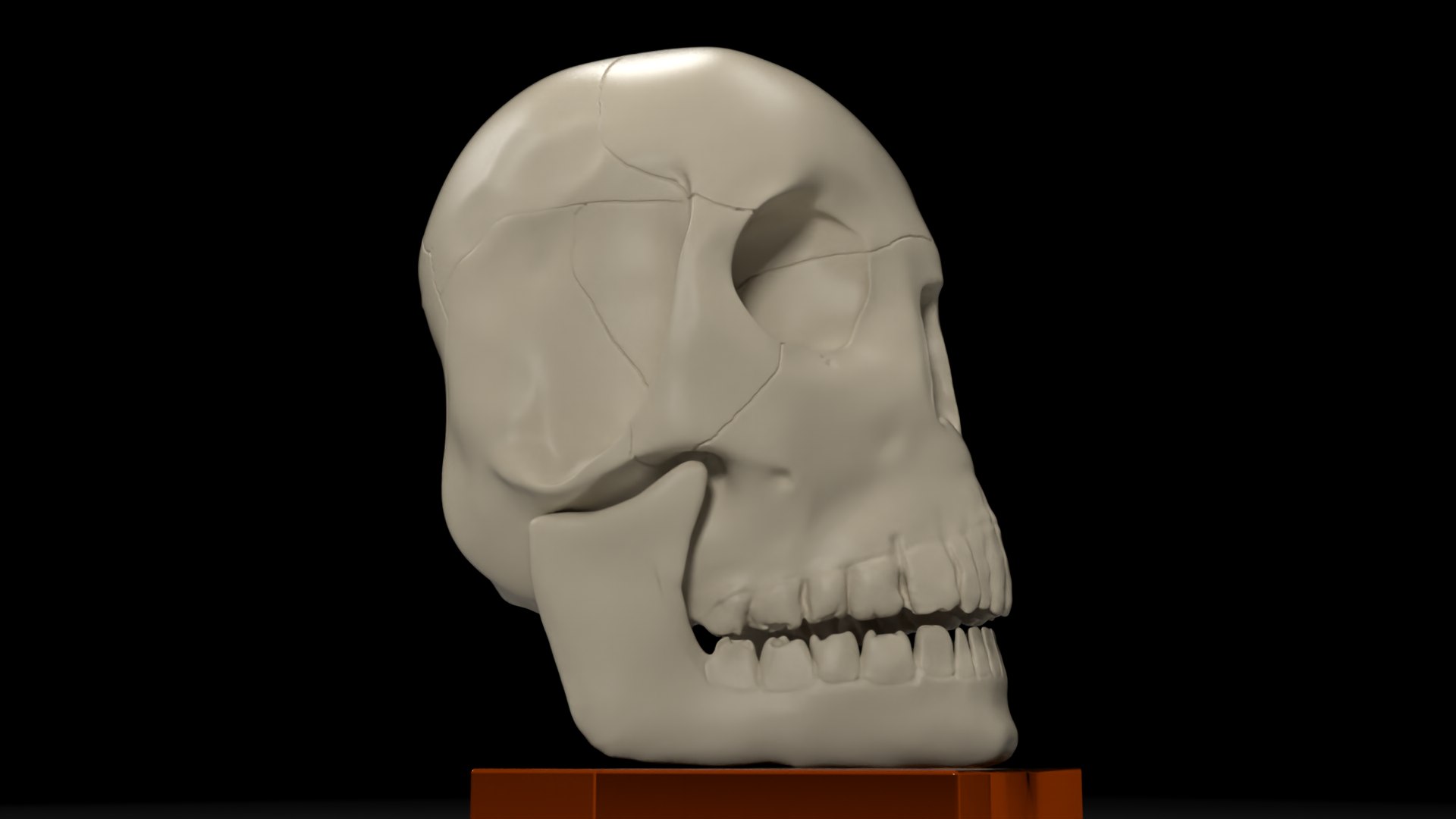 skull jaw 3D model https://p.turbosquid.com/ts-thumb/0o/gFXIkQ/Ob/12/png/1609714109/1920x1080/fit_q87/55aaa54749bc3202c351c3f5332b73bd6a0a4171/12.jpg
