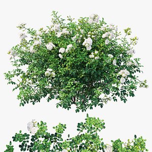 Rose plant set 63 3D model