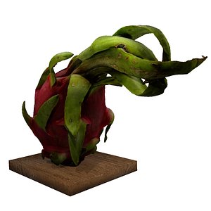 3D model Dragon Fruit