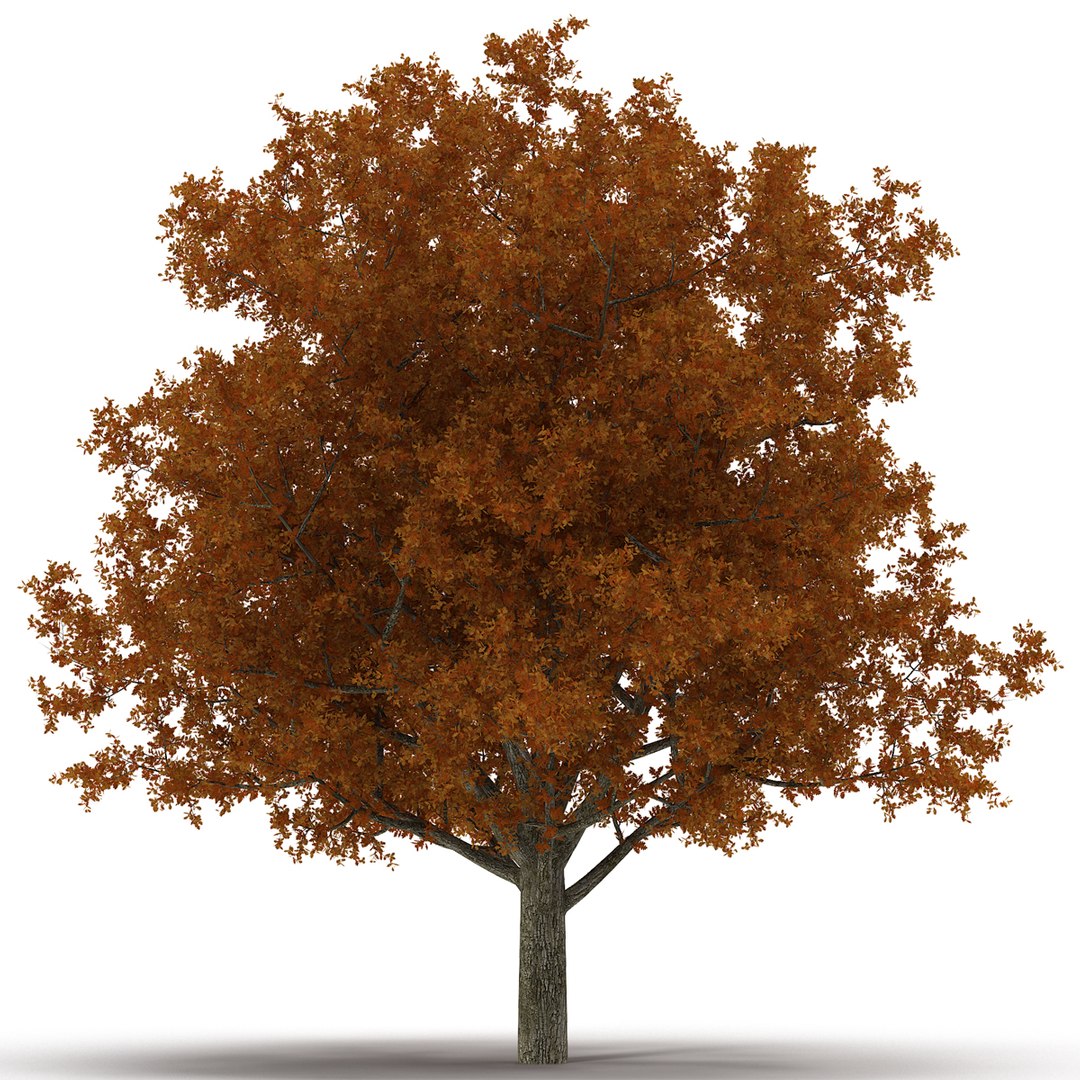 White Oak Tree Autumn 3D model preview
