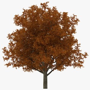 White Oak Tree Autumn