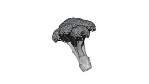 broccoli 3D CT scan model cut 2 decimate 30percent 3D model