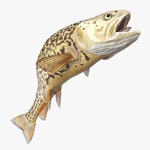Tiger Trout Fish Swimming Pose