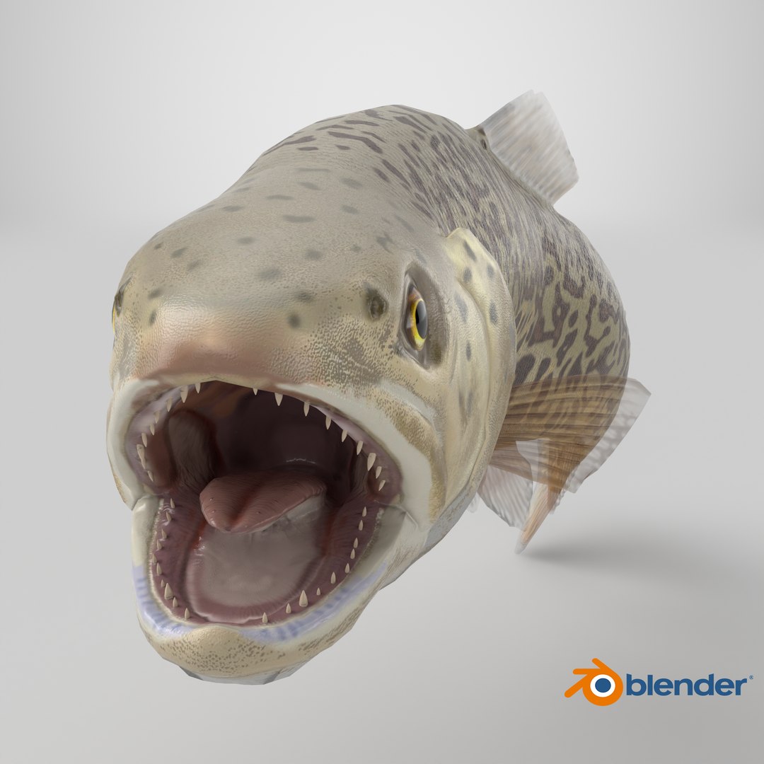 3D Tiger Trout Fish Swimming Pose - TurboSquid 2465667