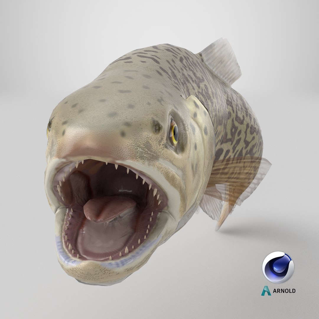 3D Tiger Trout Fish Swimming Pose - TurboSquid 2465667