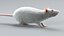 Laboratory Rat Static Xgen