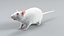 Laboratory Rat Static Xgen