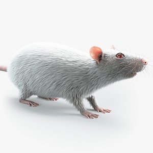 Laboratory Rat Static Xgen