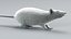 Laboratory Rat Static Xgen