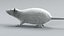 Laboratory Rat Static Xgen
