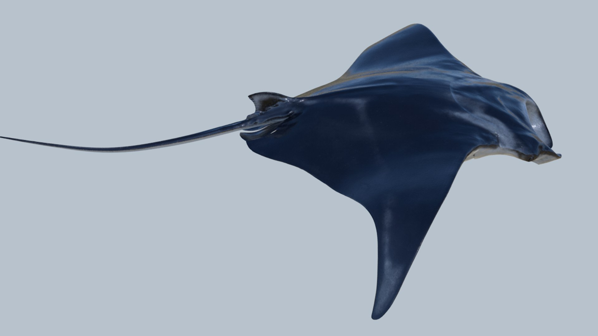 Realistic manta rigged animation 3D model - TurboSquid 1212250