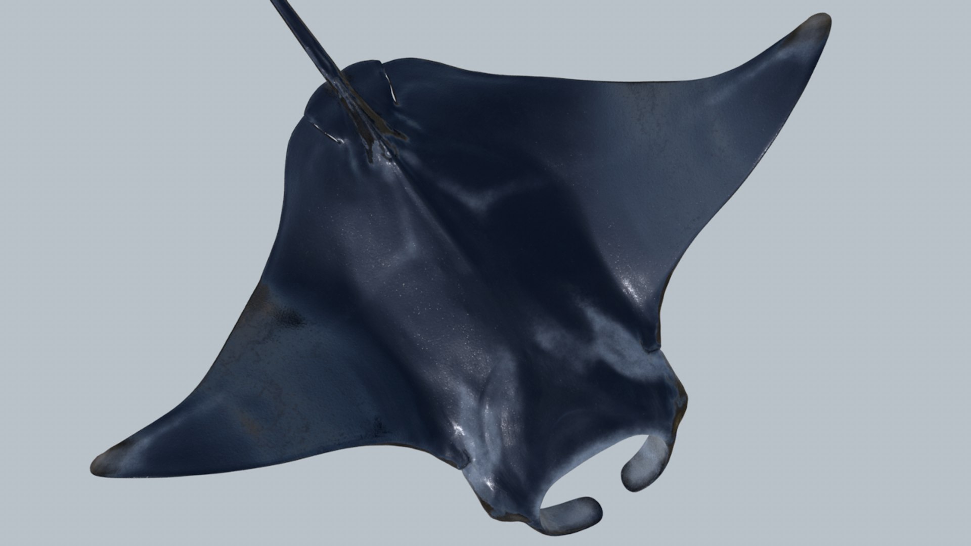 Realistic Manta Rigged Animation 3D Model - TurboSquid 1212250