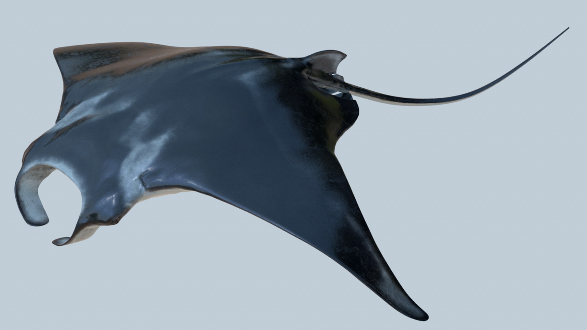 Realistic Manta Rigged Animation 3D Model - TurboSquid 1212250