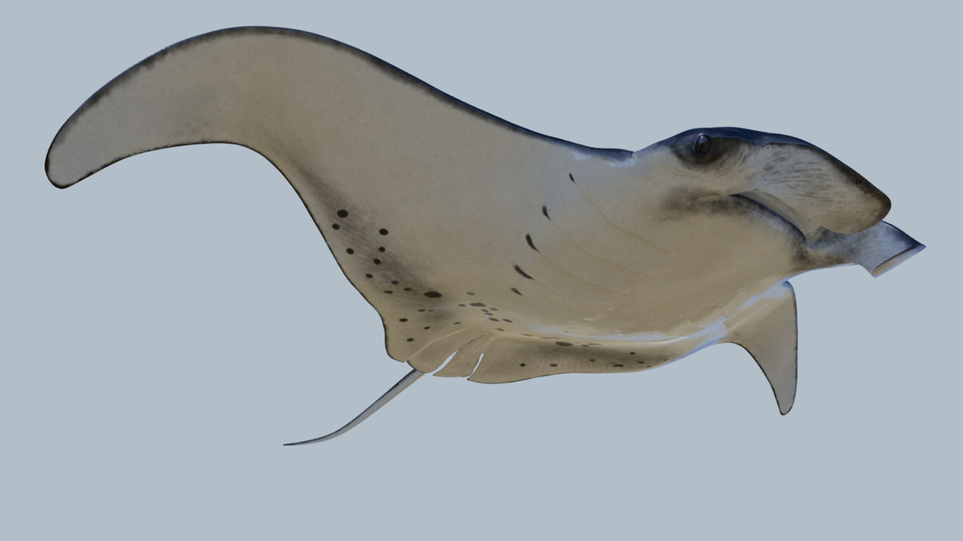 Realistic Manta Rigged Animation 3D Model - TurboSquid 1212250