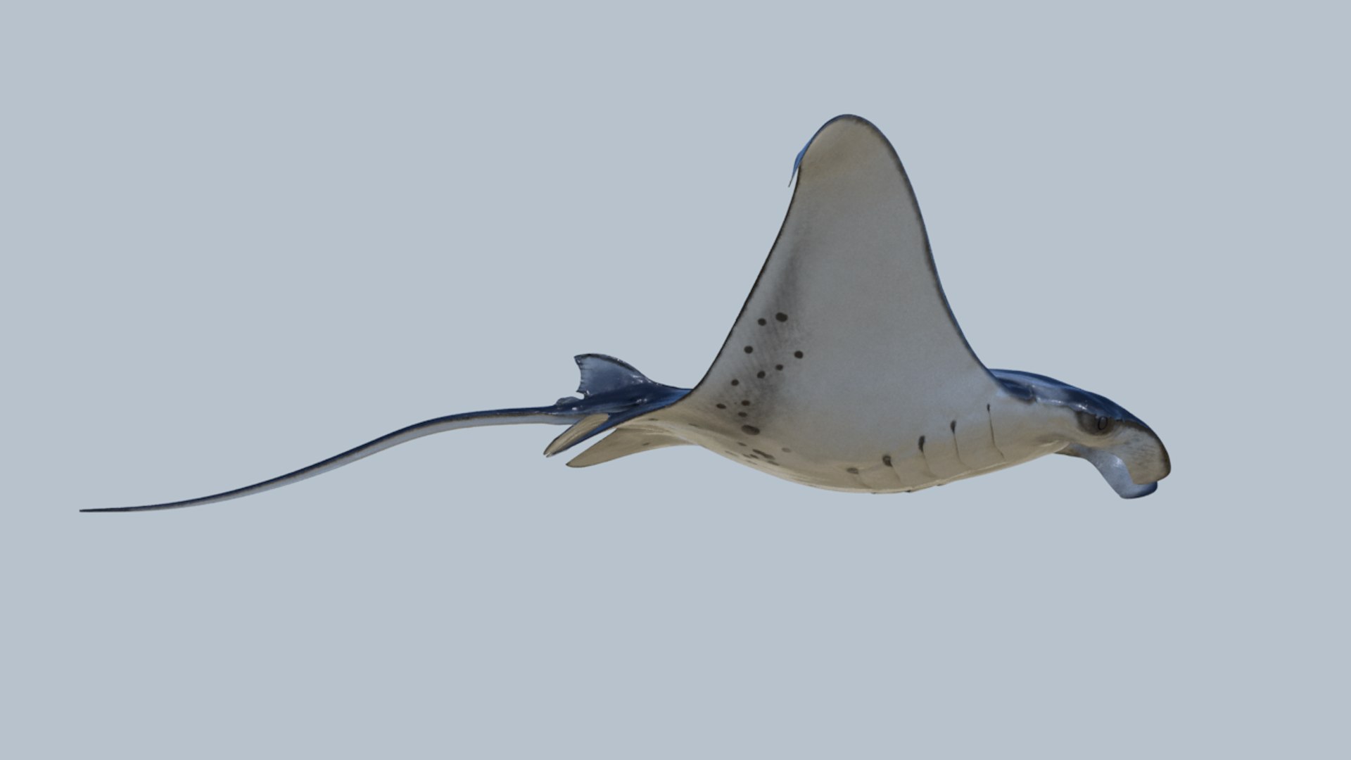 Realistic Manta Rigged Animation 3D Model - TurboSquid 1212250