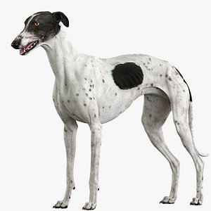 3D model realistic greyhound