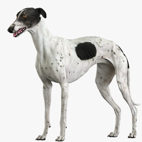 greyhound_signature_28.jpg