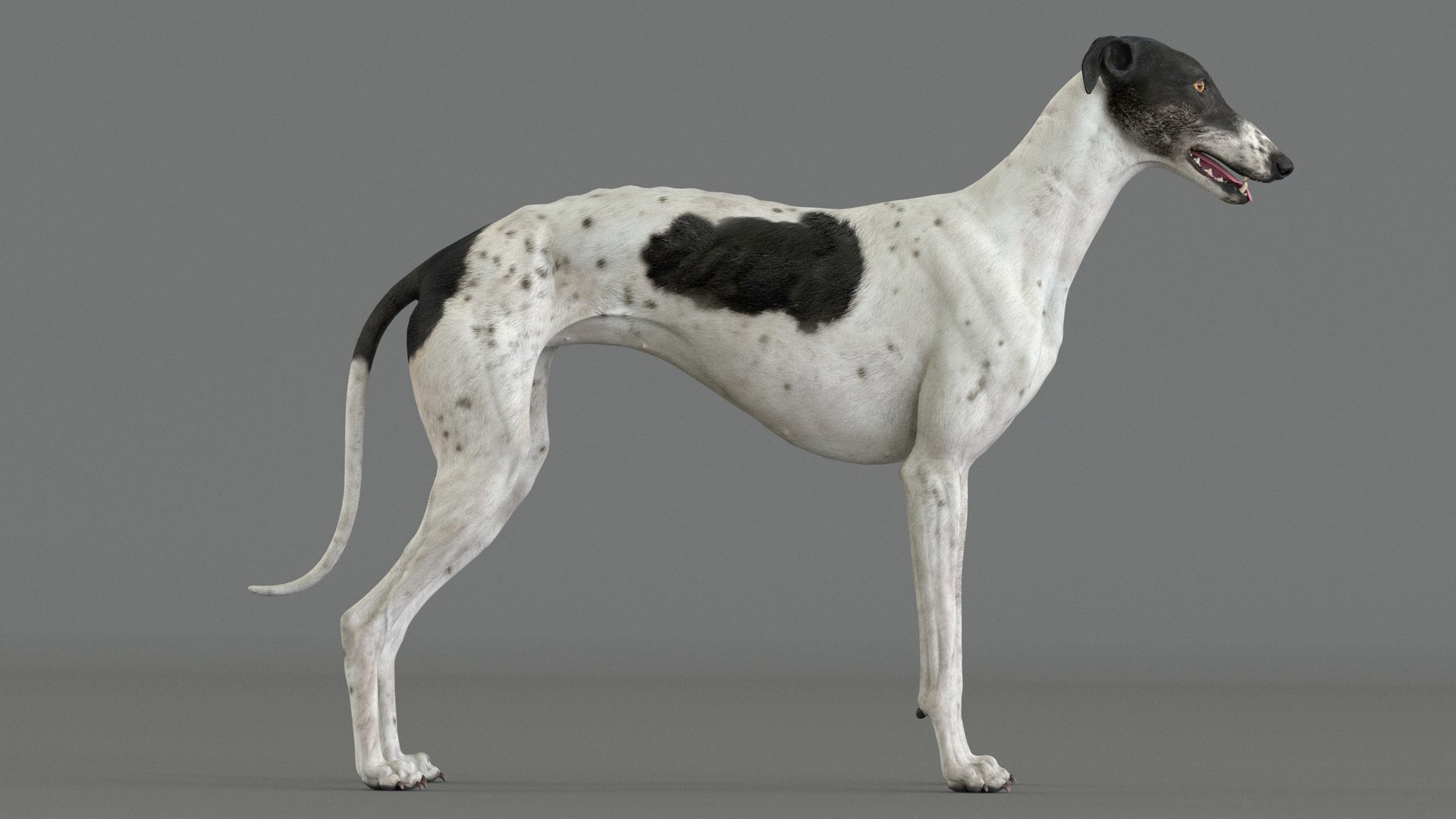 3D Model Realistic Greyhound - TurboSquid 1553297