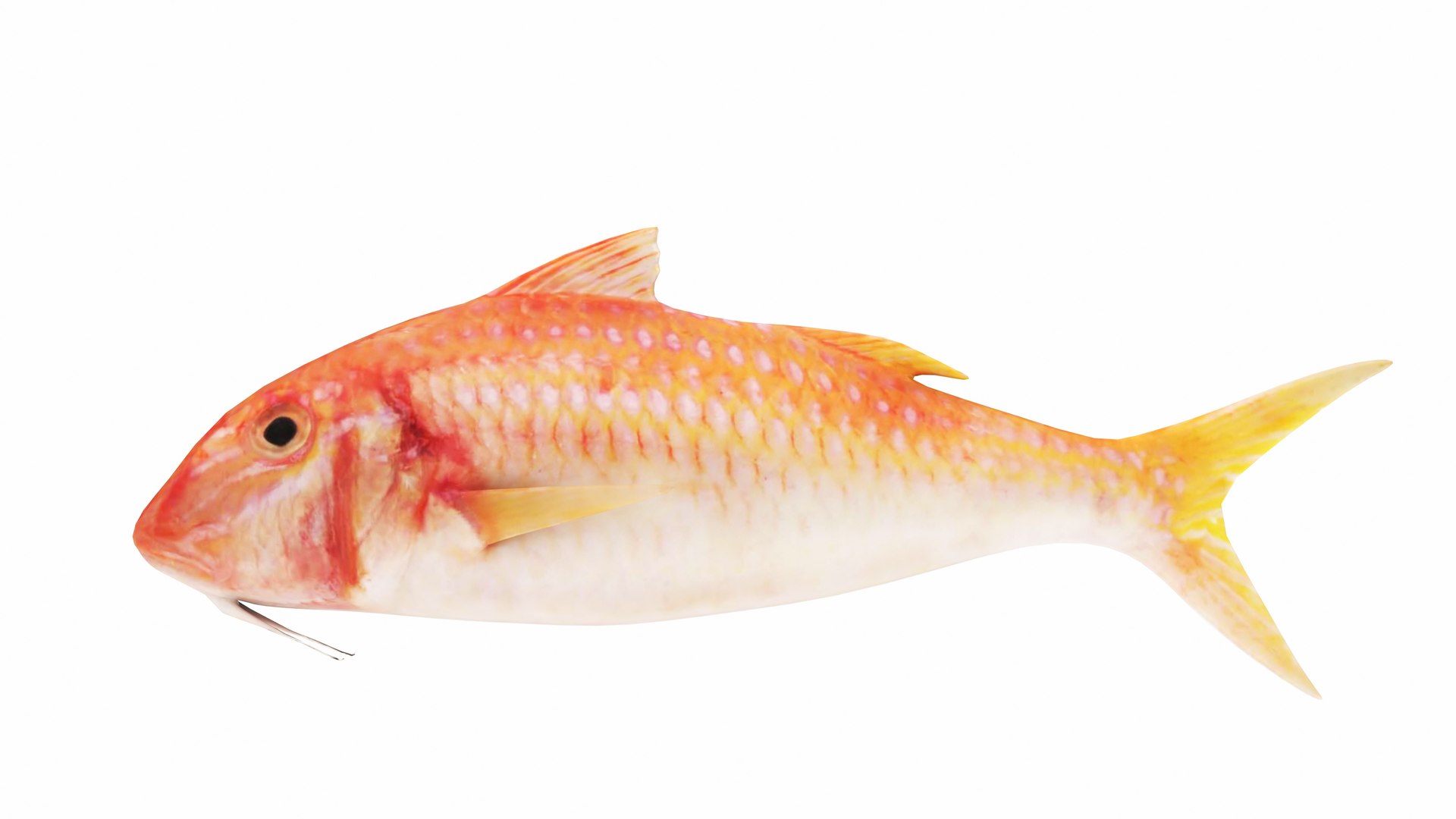 Fish 14 in 1 -Saltwater Fish 3D model https://p.turbosquid.com/ts-thumb/0p/6F2ctU/CT/redmullet6/jpg/1742956189/1920x1080/fit_q87/822000eecc61d431b898fe0efae5227a0d7e9c78/redmullet6.jpg