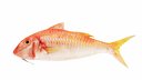 Red Mullet