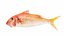 Underwater Animals Big Collection 34 in 1