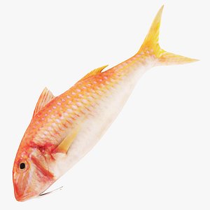 Red Mullet